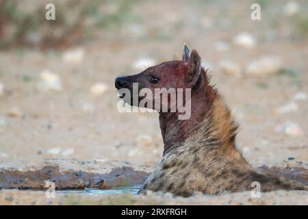 Sangue macchiato hyena, (Crocuta crocuta) raffreddamento fuori, Kgalagadi parco di frontiera, Capo del Nord, Sud Africa Foto Stock