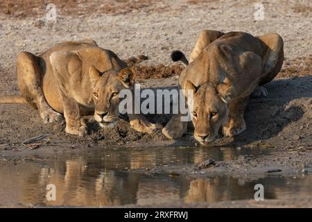 I leoni (Panthera leo) che bevono, il parco nazionale di Chobe, il Botswana Foto Stock