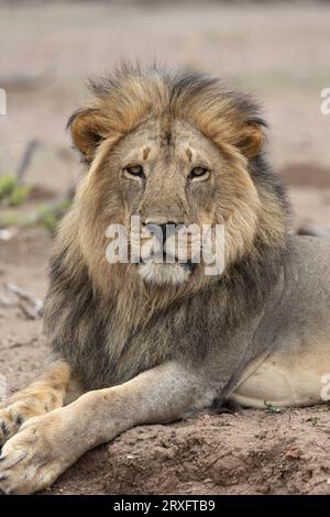 Lion (Panthera leo), riserva di caccia Mashatu, Botswana Foto Stock