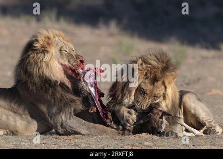 I Lions (Panthera leo) si nutrono dei giovani wildebeest (Connochaetes taurinus), del parco di frontiera di Kgalagadi, del Capo Settentrionale, Sudafrica Foto Stock