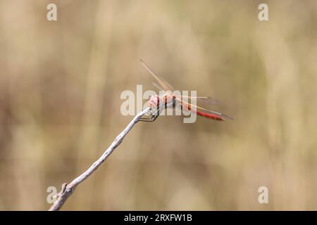 Maschio adulto singolo del darter dalle vene rosse in piedi sul ramo in Montenegro Foto Stock