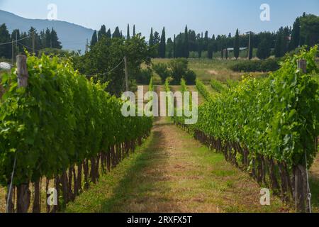 Paesaggio rurale sulle colline di Orciano Pisano, provincia di Pisa, Toscana, Italia d'estate. Vigneto Foto Stock