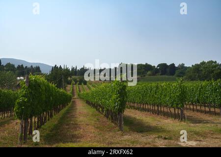 Paesaggio rurale sulle colline di Orciano Pisano, provincia di Pisa, Toscana, Italia d'estate. Vigneto Foto Stock