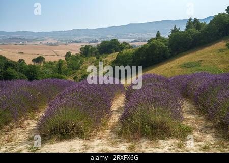 Paesaggio rurale sulle colline di Orciano Pisano, provincia di Pisa, Toscana, Italia d'estate. Lavanda Foto Stock