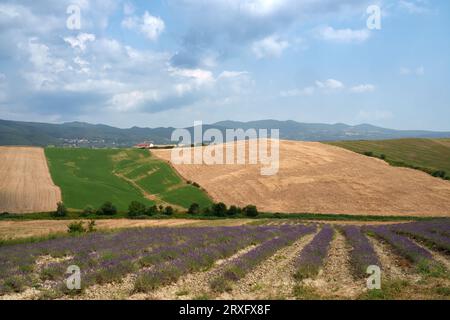 Paesaggio rurale sulle colline di Orciano Pisano, provincia di Pisa, Toscana, Italia d'estate. Lavanda Foto Stock