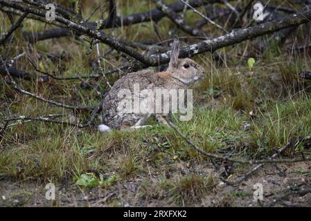 Coniglio selvatico (Oryctolagus cuniculus) per adulti di corporatura robusta seduto a profilo destro, orecchie in alto, sul pavimento del bosco nella campagna del Galles centrale, preso nel Regno Unito Foto Stock