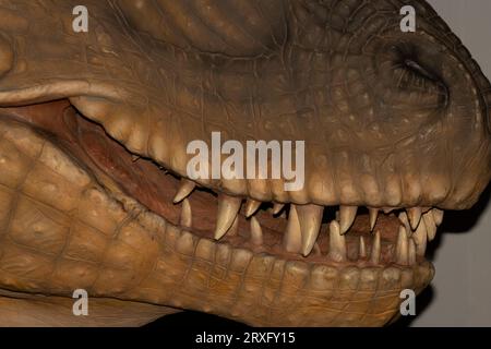 Ricostruzione dei denti di Tyrannosaurus rex di 6 pollici di lunghezza Foto Stock