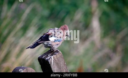 jays eurasiatiche in fattoria Foto Stock