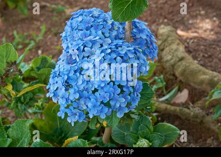 fiori di ortensia di colore blu nel giardino, ortensia macrophylla, piante ornamentali più popolari da giardino con grande testa o grappolo di fiori Foto Stock