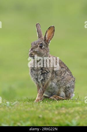 Coniglio europeo (Oryctolagus cuniculus) adulto seduto su erba corta Eccles-on-Sea, Norfolk, Regno Unito. Maggio Foto Stock