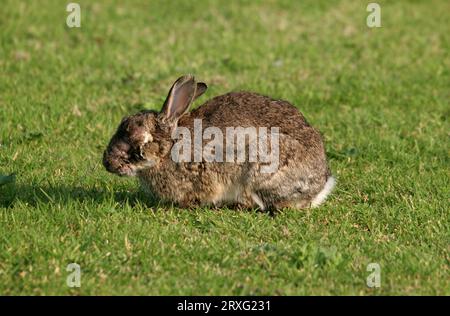 Coniglio europeo (Oryctolagus cuniculus) adulto con stadi avanzati di mixomatosi Eccles-on-Sea, Norfolk, Regno Unito. Ottobre Foto Stock