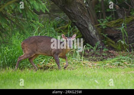 Reeves' Muntjac (Muntiacus reevesi) femmina adulta sul bordo del bosco Eccles-on-Sea, Norfolk, Regno Unito. Luglio Foto Stock