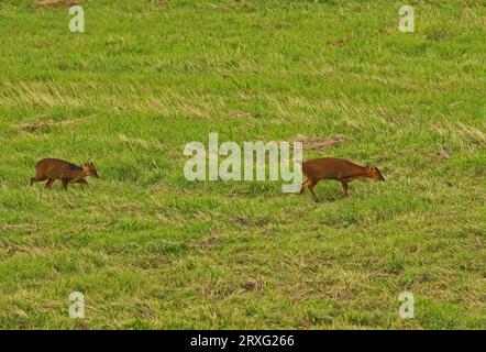 Reeves' Muntjac (Muntiacus reevesi) femmina adulta e maschio giovanile che attraversa pascolo ruvido Eccles-on-Sea, Norfolk, Regno Unito. Settembre Foto Stock