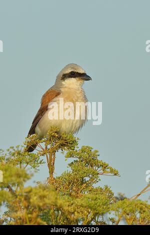 Shrike (Lanius collurio), maschio sul persico, Seewinkel, Lago Neusiedl, Burgenland, Austria Foto Stock