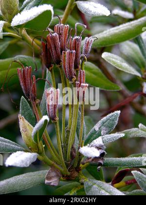 Rhododendron Seeds con Hoarfrost, Hoarfrost Foto Stock