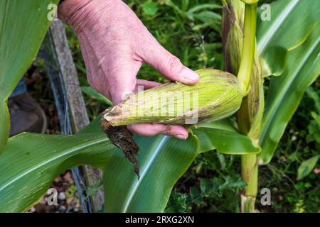 Donna che raccoglie un mais dolce "Sundance", Zea mays convar. saccharata var. rugosa. Foto Stock