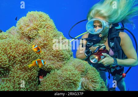 Il subacqueo osserva un paio di pesci pagliaccio di mare rosso (Amphiprion bicinctus) che vivono in simbiosi simbiosi simbiosi simbiosi con anemone gigante di tappeto (Stichodactyla Foto Stock