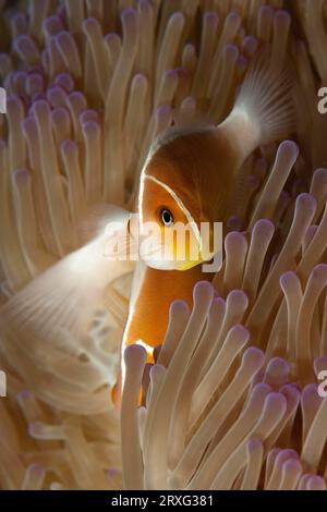 Primo piano del comportamento simbiotico simbiosi del pesce pagliaccio rosa (Amphiprion perideraion) che vive insieme a splendido anemone (Heteractis Foto Stock