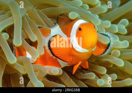 Comportamento simbiotico ravvicinato di anemonefish ocellaris clownfish (Amphiprion ocellaris) Nemo e anemone gigante di tappeti (Stichodactyla gigantea) Foto Stock