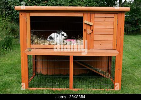 Coniglio domestico, giovane animale nel coniglio hutch Foto Stock
