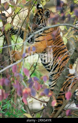 Tigre di Sumatra (Panthera tigris sumatrae), prigioniero, Germania, giovane Tigre (6 mesi) Tigre di Sumatra, giovane Tigre 6 mesi Foto Stock