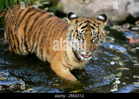 Tigre di Sumatra (Panthera tigris sumatrae), prigioniero, Germania, giovane Tigre (6 mesi) Tigre di Sumatra, giovane Tigre 6 mesi Foto Stock