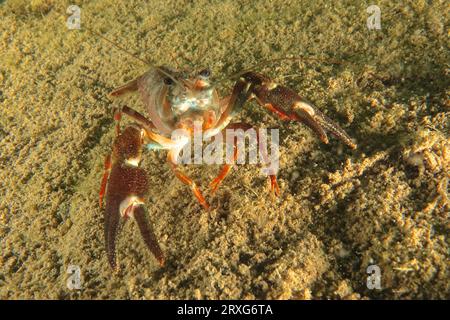 Gamberi di segnalazione (Pacifastacus leniusculus), gamberi americani, specie invasive, minacciose con gli artigli, sito di immersione di Terlinden, Kuesnacht, lago Foto Stock