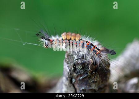 Falena a pennello di Blackthorn (Orgyia antiqua), falena di Blackthorn, piccola falena a pennello, bruco, riserva della biosfera dell'Elba centrale, Sassonia-Anhalt, Germania Foto Stock