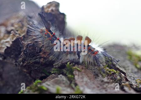 Falena a pennello di Blackthorn (Orgyia antiqua), falena di Blackthorn, piccola falena a pennello, bruco, riserva della biosfera dell'Elba centrale, Sassonia-Anhalt, Germania Foto Stock