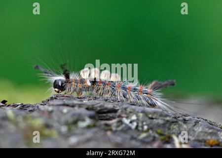 Falena a pennello di Blackthorn (Orgyia antiqua), falena di Blackthorn, piccola falena a pennello, bruco, riserva della biosfera dell'Elba centrale, Sassonia-Anhalt, Germania Foto Stock