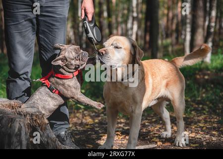 Vista laterale di due simpatici cani, l'adorabile labrador e il bulldog francese, che si conoscono e si salutano dando un'occhiata nella foresta Foto Stock