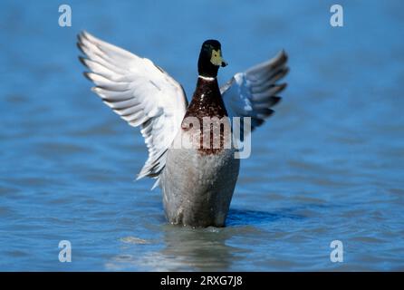 Mallard (Anas platyrhynchos), maschio, Renania settentrionale-Vestfalia, mallard, drake, Renania settentrionale-Vestfalia, Germania, battendo le ali Foto Stock