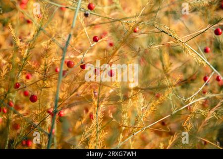 Sfondo autunnale. Asparagus officinalis giallo in autunno Foto Stock