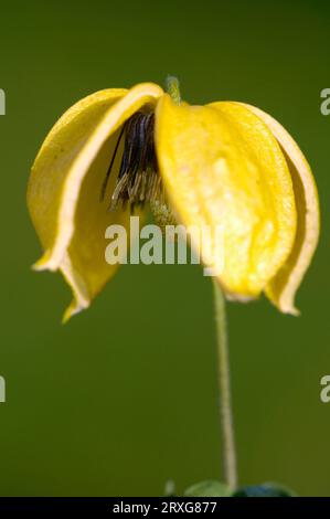 Clematis (Clematis orientalis) fiorisce Foto Stock