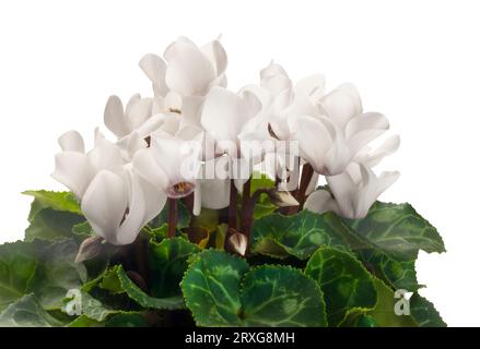 Foto studio di ciclamino bianco in vaso ritagliato su uno sfondo bianco - John Gollop Foto Stock