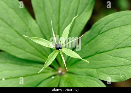 Herb Paris, parco nazionale Berchtesgaden, vero nodo per gli amanti (Paris quadrifolia), Parco nazionale Berchtesgaden, Baviera, Germania Foto Stock