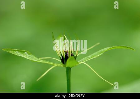 Herb Paris (Paris quadrifolia), frutta, parco nazionale Berchtesgaden, Baviera, Germania Foto Stock