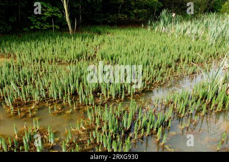 Marestail, Renania settentrionale-Vestfalia, Germania (Hippuris vulgaris), coda di Mares comune Foto Stock