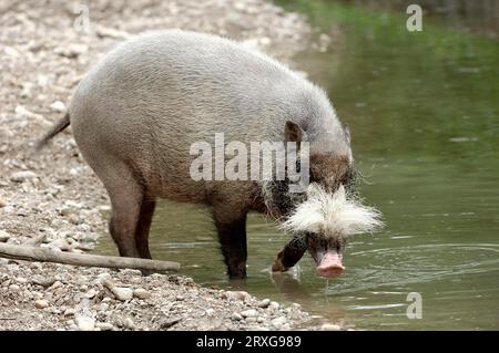 Maiale barbuto (Sus barbatus) Foto Stock