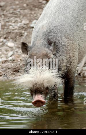 Maiale barbuto (Sus barbatus) Foto Stock