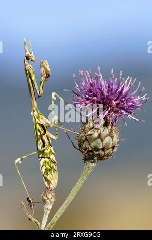 Mantis (Empusa pennata), Provenza, Francia meridionale Foto Stock