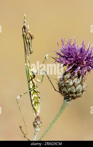 Mantis (Empusa pennata), Provenza, Francia meridionale Foto Stock