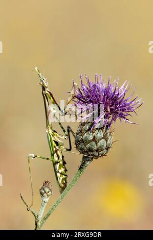 Mantis (Empusa pennata), Provenza, Francia meridionale Foto Stock