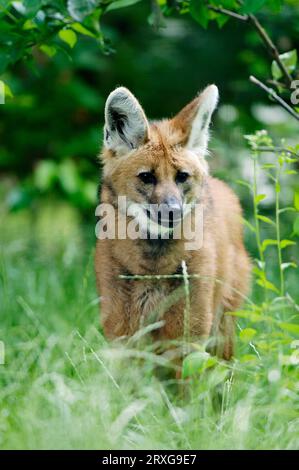 Crisocione (Chrysocyon brachyurus) Foto Stock