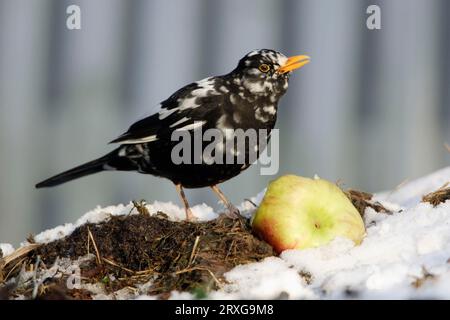 Blackbird (Turdus merula), maschio con mela, parzialmente albinotico, bassa Sassonia, Blackbird, maschio, con mela, parzialmente albinotico, bassa Sassonia, neve, inverno Foto Stock