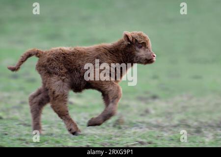 Scozzese Highland bovino, vitello, calflet, laterale, laterale Foto Stock