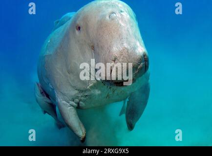 Ripresa ravvicinata del lamantino dalla coda a forcella (Dugong dugong) che nuota direttamente di fronte allo spettatore, Mar Rosso, Abu Dabab, Marsa Alam, Egitto Foto Stock