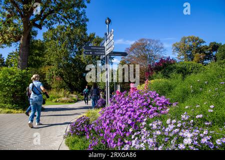 BUGA (Bundesgartenschau) Mannheim 2023: Fiori in fiore lungo il percorso nel nuovo centro del parco di Luisenpark Foto Stock