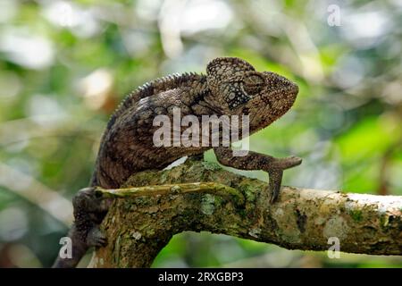 Chameleon di Oustalet (Furcifer oustaleti), maschio, Madagascar Foto Stock