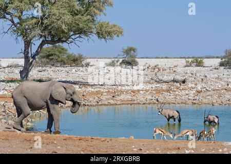 Elefante africano (Loxodonta africana), maschio adulto, branco di springboks (Antidorcas marsupialis) e kudus (Tragelaphus strepsiceros), drin Foto Stock